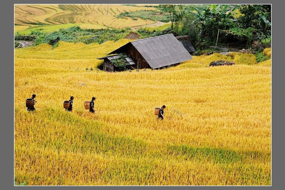 Hometravel Sapa Kültér fotó